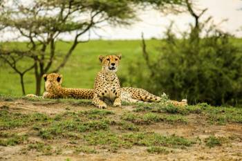 2 Days Tarangire - Ngorongoro From Arusha