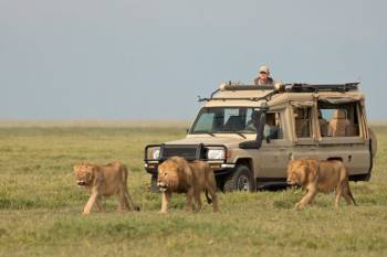 2 Days Tarangire - Ngorongoro From Arusha