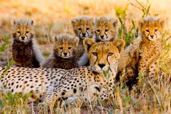 1 Day Safari To Mikumi National Park From Zanzibar
