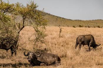 1 Day Safari To Mikumi National Park From Zanzibar
