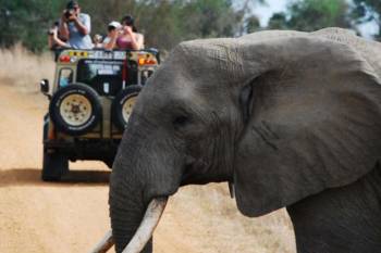 1 Day Safari To Mikumi National Park From Zanzibar