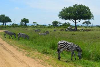 1 Day Safari To Mikumi National Park From Zanzibar