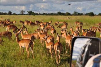 1 Day Safari To Mikumi National Park From Zanzibar