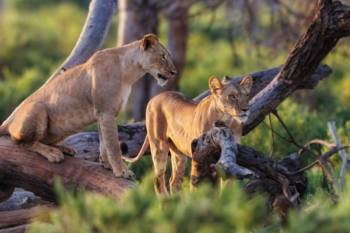 1 Day Tarangire National Park Tour