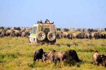 1 Day Tarangire National Park Tour