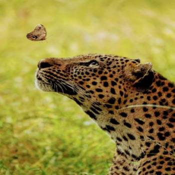 1 Day Safari To Mikumi National Park From Zanzibar