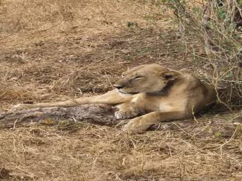 1 Day Safari To Mikumi National Park From Zanzibar