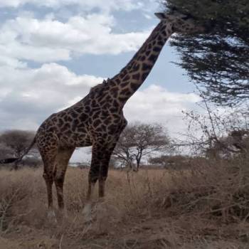 1 Day Safari To Mikumi National Park From Zanzibar
