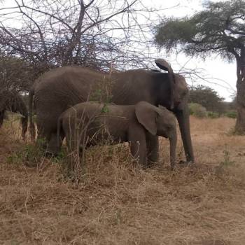 1 Day Safari To Mikumi National Park From Zanzibar