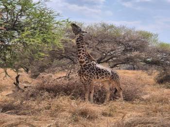 1 Day Safari To Mikumi National Park From Zanzibar