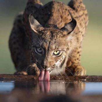 1 Day Safari To Mikumi National Park From Zanzibar