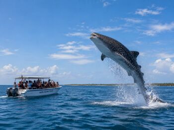 Whale Shark Day Trip to Mafia Island Fly-in from Zanzibar