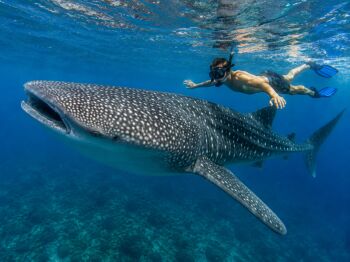 Mafia Island Tour Packages