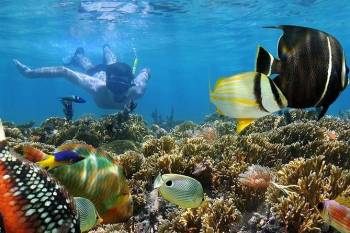 Mnemba Dolphin, Nungwi Aquarium & Kendwa Beach Sunset Tour