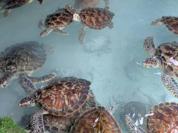 Mnemba Dolphin, Nungwi Aquarium & Kendwa Beach Sunset Tour