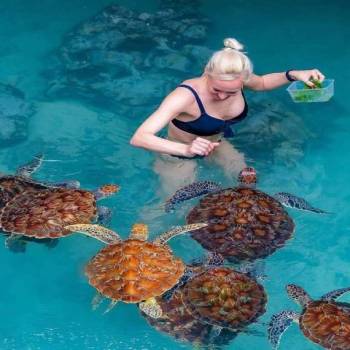 Mnemba Dolphin, Nungwi Aquarium & Kendwa Beach Sunset Tour