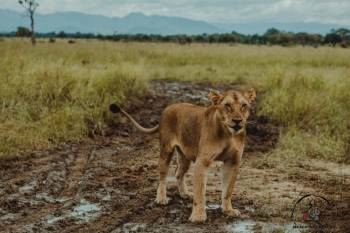 Selous  Nyerere National Park) Day Trip from Zanzibar