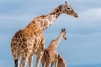 Selous  Nyerere National Park) Day Trip from Zanzibar