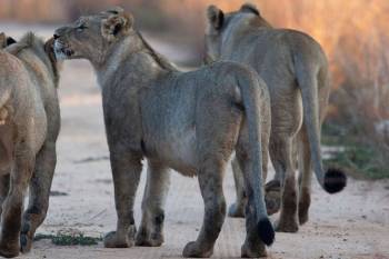Selous  Nyerere National Park) Day Trip from Zanzibar