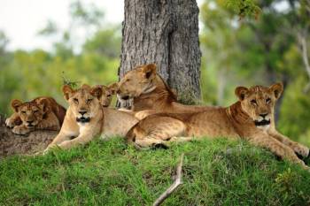 Selous  Nyerere National Park) Day Trip from Zanzibar