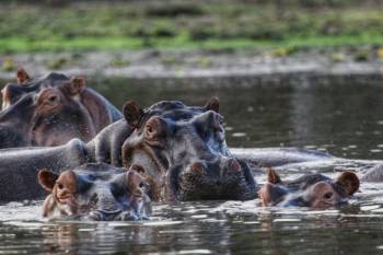 Selous  Nyerere National Park) Day Trip from Zanzibar
