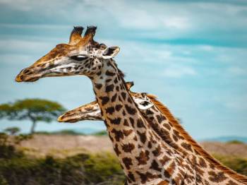 Serval Wildlife Day Trip from Zanzibar