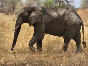 1 Day Tarangire National Park Tour