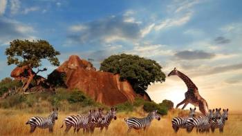 3 Days Tanzania Safari Tour