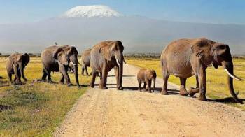 6 Days Amboseli - Tsavo Tour
