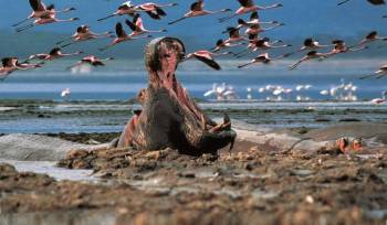 3 Day Lakes And Wildlife Safari Naivasha And Nakuru Tour