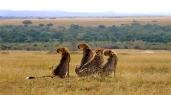 4 Days Masai Mara - Lake Nakuru And Lake Naivasha Tour