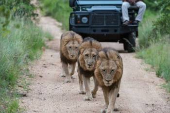 5-Day Awesome Kenya Luxury Safari Tour