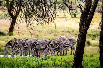 5-Day Luxurious Mara - Nakuru - Naivasha And Hells Gate Tour