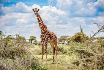 5-Day Masai Mara Migration Special Safari Tour