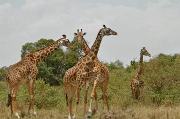 7-Day Kenya Classic Mid-Range Safari Tour