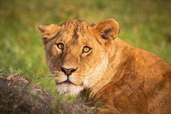 8-Day Kenya Safari And Diani Beach Getaway Tour