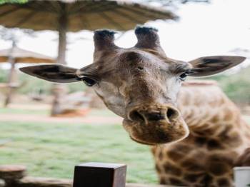 An Exclusive 1-Night Luxury Stay At Giraffe Manor Tour