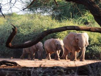 10-Day Kenya Comprehensive Mid-Range Safari Tour