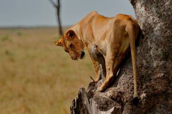 2 Days Masai Mara National Reserve Tour