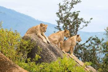 3 Day Tsavo East Red Elephant Safari Experience Tour