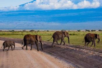 3 Days Amboseli National Park Tour