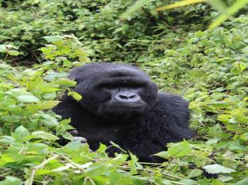 5 Days - 4 Night Rwanda - Uganda Gorilla Trekking Tour