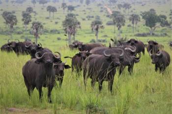 5 Day Masai Mara - Lake Nakuru And Lake Naivasha Safari Experience Tour