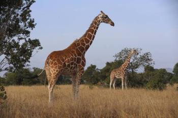 5 Day Samburu And Ol Pejeta Luxury Safari Experience Tour