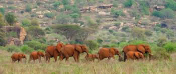 5-Day Amboseli - Tsavo Budget Safari Tour