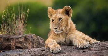 5-Day Stunning Adventure Luxury Safari Kenya Tour
