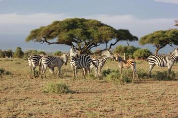 6 Day Masai Mara - Lake Naivasha And Amboseli Safari Experience Tour