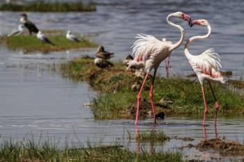 6 Day Masai Mara - Nakuru - Amboseli Safari Kenya Budget Safari Tour