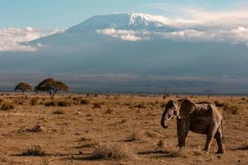 6-Day Amboseli - Tsavo West Wilderness Safari Tour