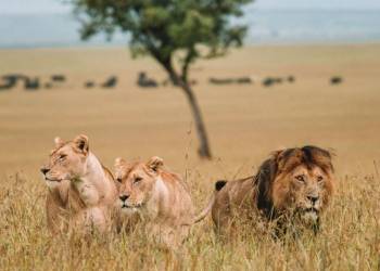 6-Day Masai Mara And Samburu Wildlife Combo Safari Tour